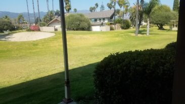 Lawn in backyard